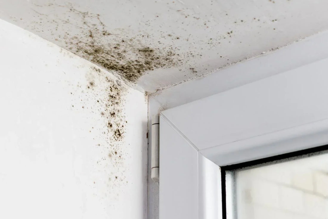 The Air You Breathe: Clearing Hidden Environmental Toxins for Cellular Longevity